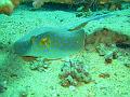 2008-05-16 (2) --- Parco Nazionale di 'Ras Mohamed' - Shark Reef & Yolanda Reef --- CIMG1124